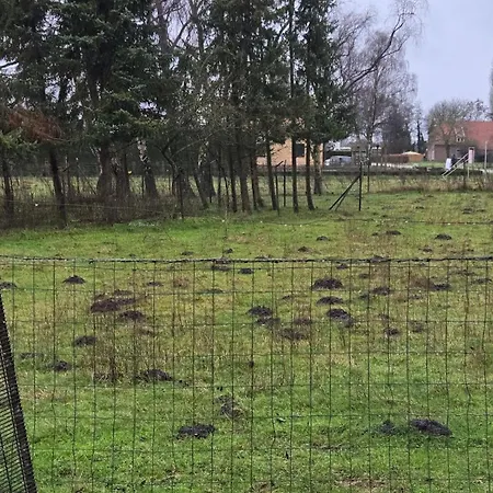 Huuske Nijholt Veulen