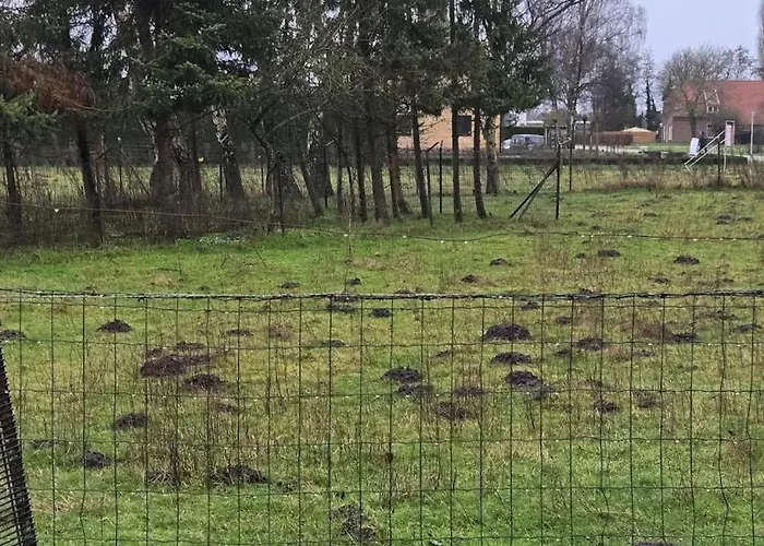 Huuske Nijholt Veulen