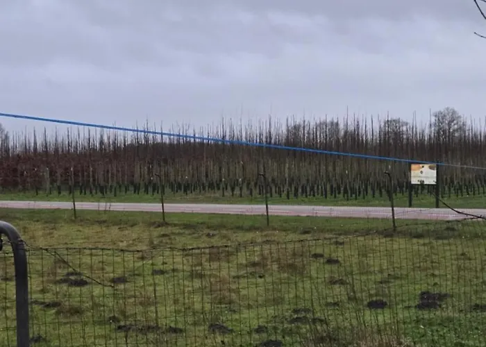 Huuske Nijholt Veulen